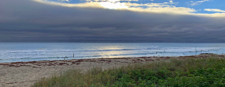 Midtown Beach BioBlitz